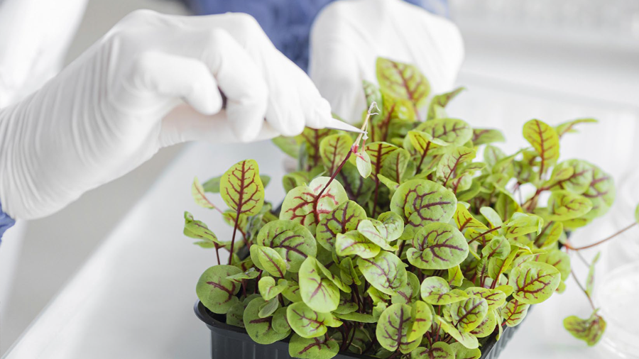 The Need for Global Harmonization of Regulatory Frameworks for Genome-edited Crops