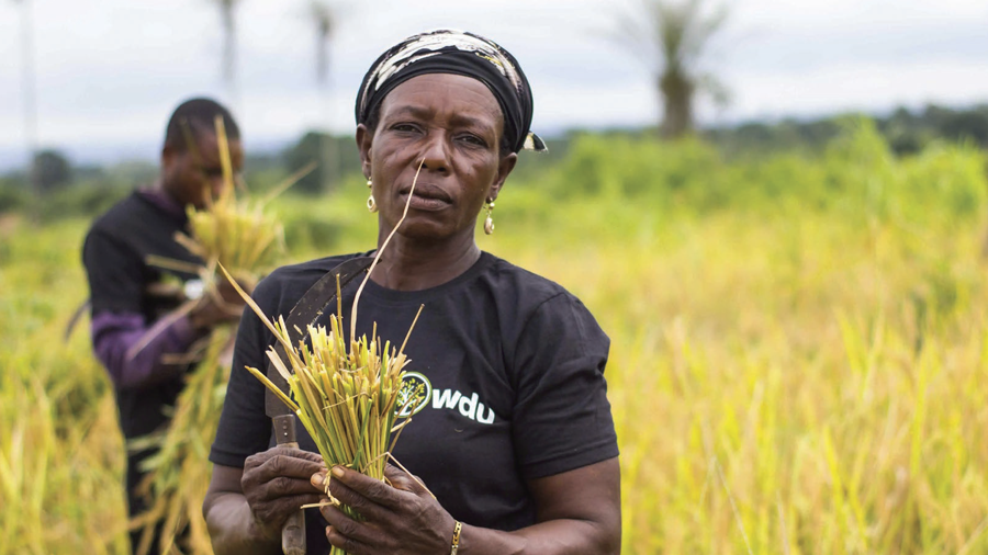 Reviewing India–Nigeria Agricultural Partnership