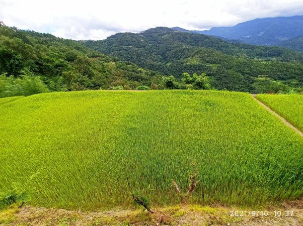 From Climate Risk to Carbon Revenue: A New Pathway for Himalayan Farmers